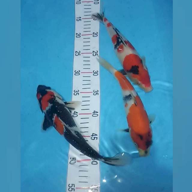 Showa 3 ekor 23,23,26 cm joss joss