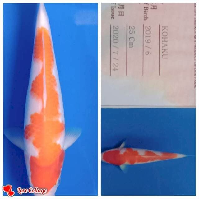 Kohaku import body mantep