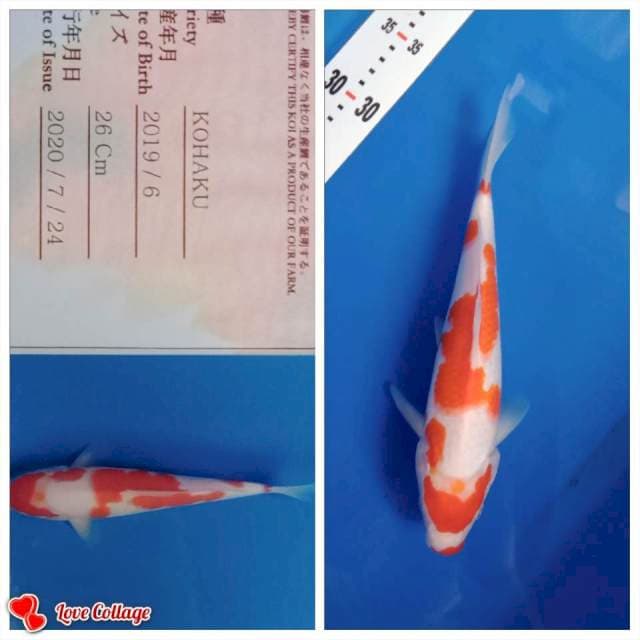 Kohaku import strong yamamatsu