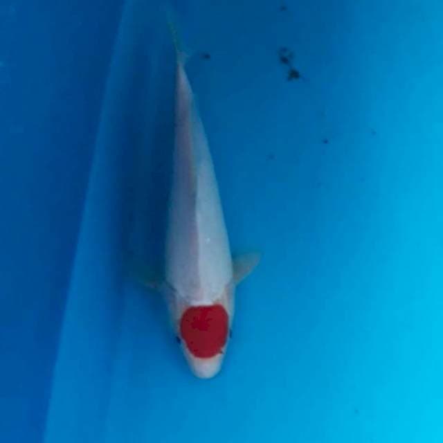 Tanchoooo 28 cm