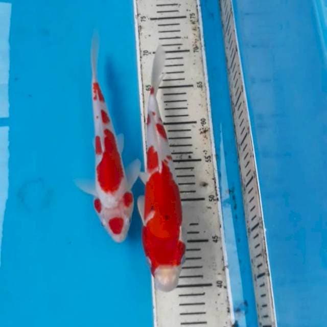 Kohaku Sanke 25-28 cm
