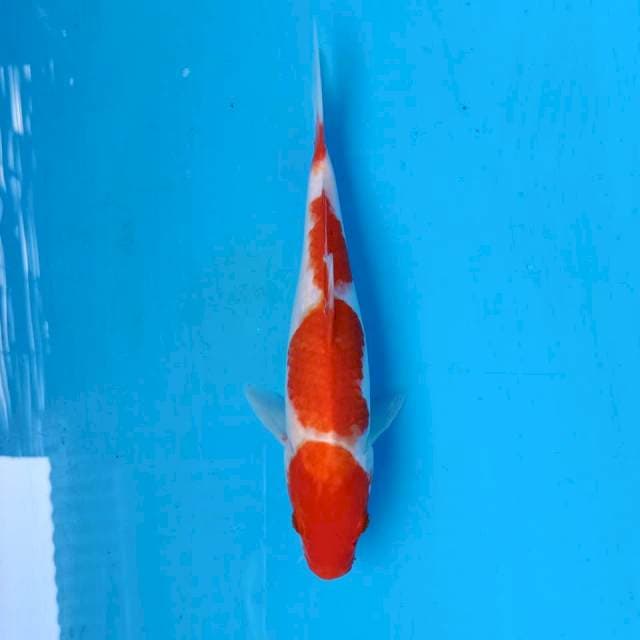 Menkaburi Kohaku, 25b.u