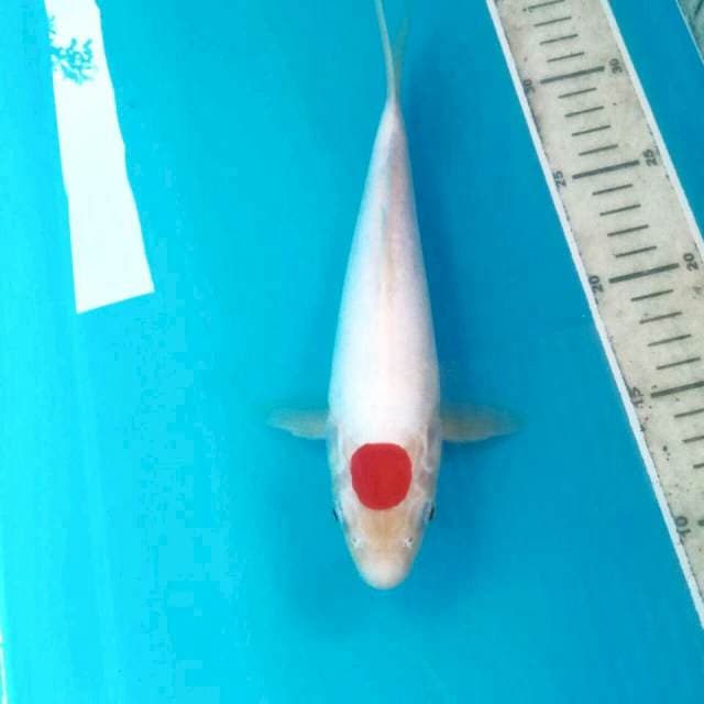 Tancho Doitsu Murni, 25 cm