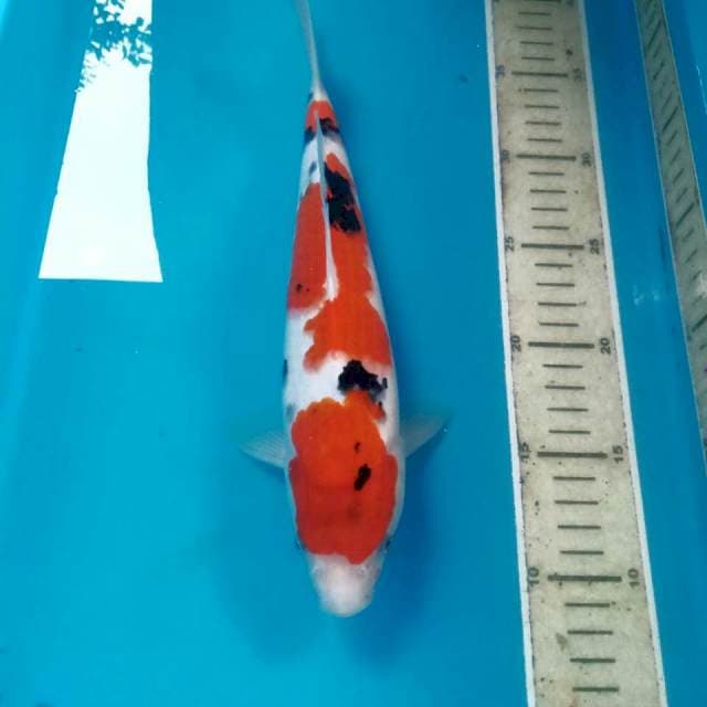 Sanke, 28 cm