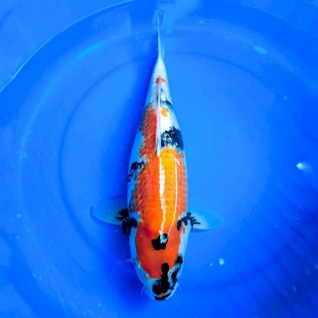 SHOWA GINDRIN MOTOGORO, 40CM