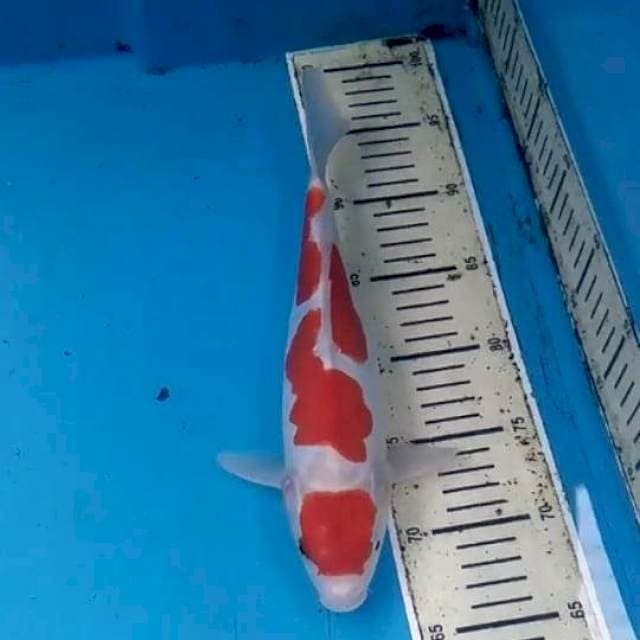 Doitsu Kohaku Murni 30cm