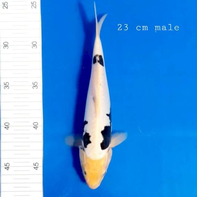 Kumonriu 23 cm male