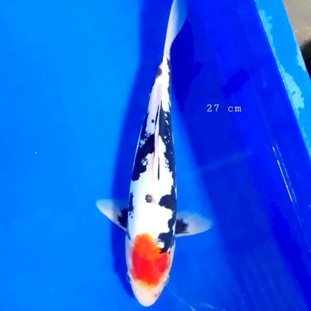Motogoro benikumon 27 cm male