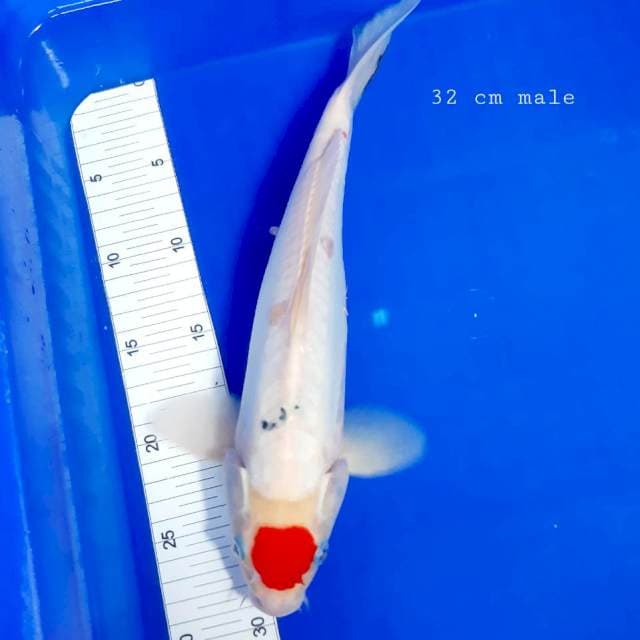 Tancho aragoke male 32cm