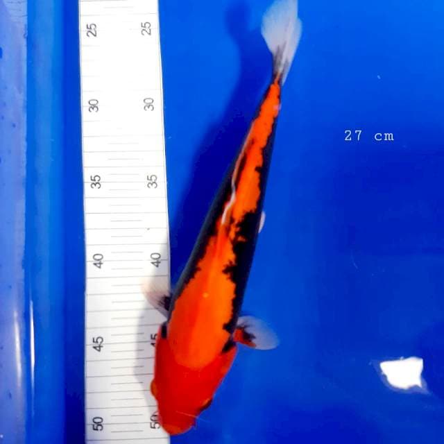 Benikumon 27cm male