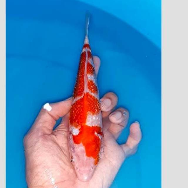 Super kohaku ginrin merah strong