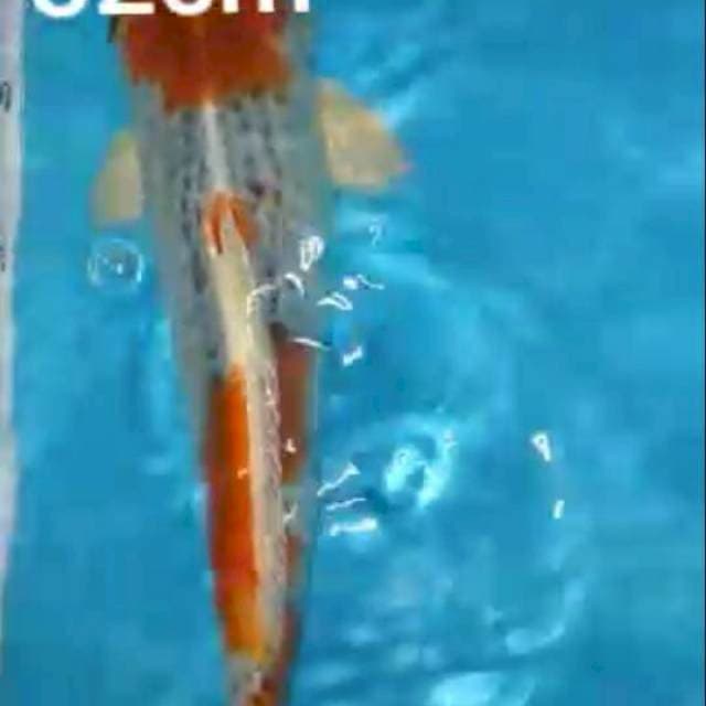 Kujaku 32cm