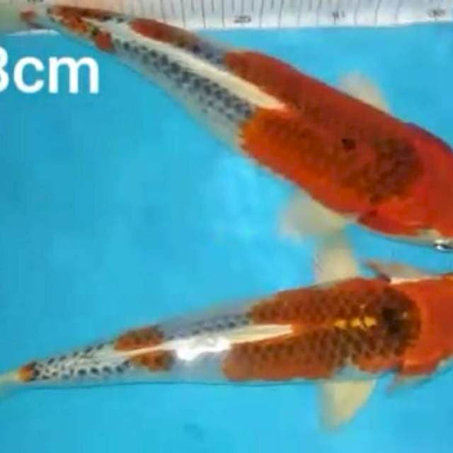 2kujaku 28,32cm
