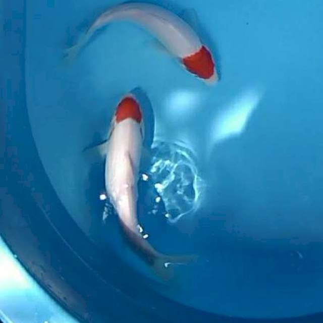 Tancho Kohaku