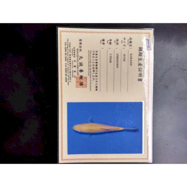 Llg singkat jumbo super serty marusei