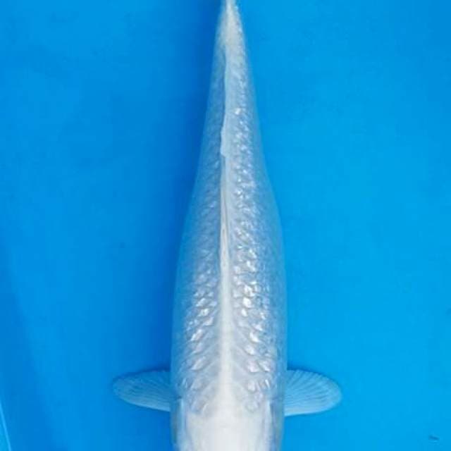 Monokrom 3 - Super ginrin platinum 32+cm