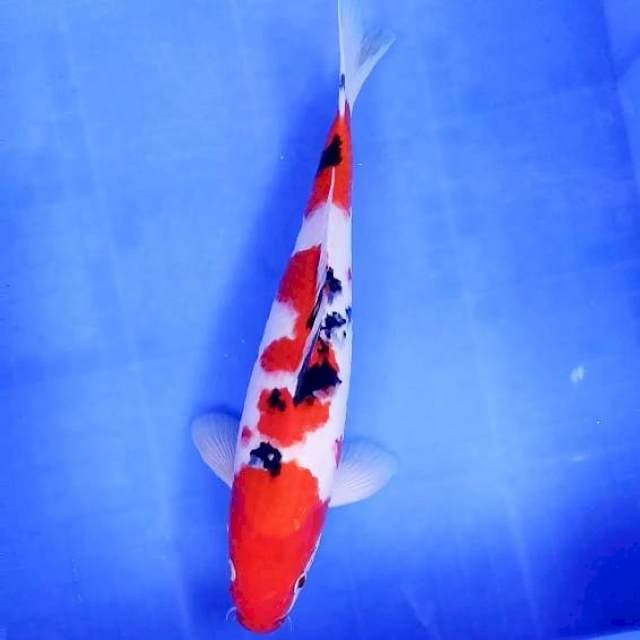1. Sanke Strong || 33 cm || Jantan