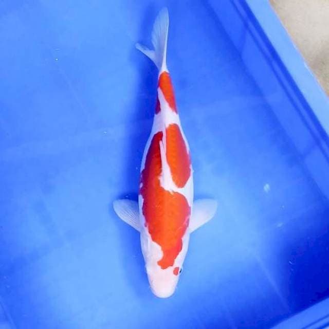 2. Kohaku Doitsu || 33 cm