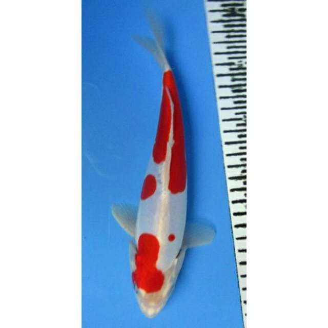 Kohaku Doit 24CM