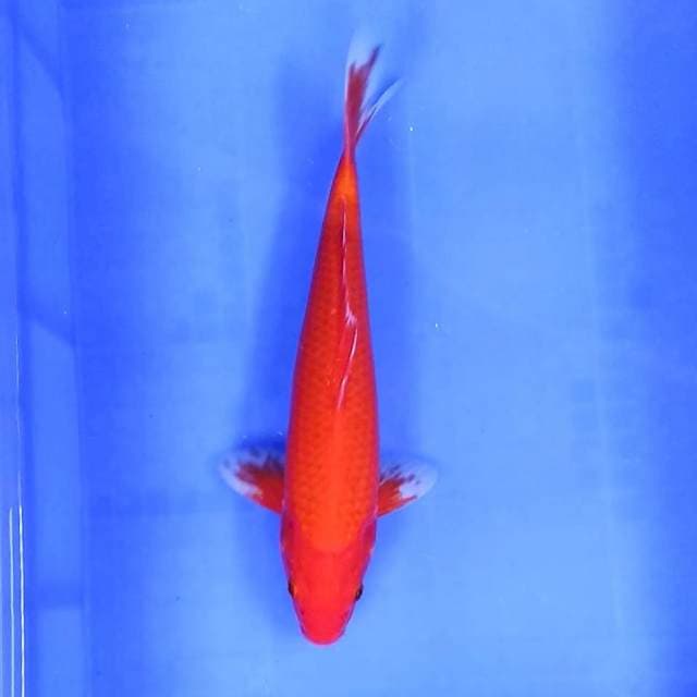 5. Aka Hajiro Tembus || 32 cm || Jantan