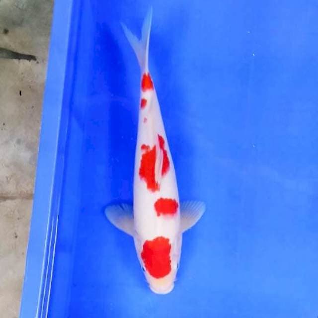 7. Kohaku Strong Balmond || 33 cm
