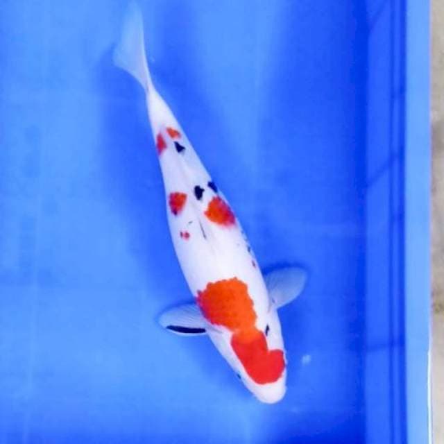 9. Sanke || 35 cm