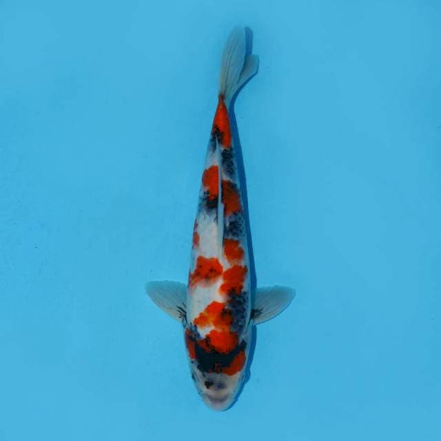Showa supered 30cm male