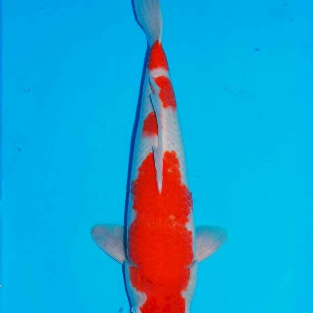 Kohaku male jumbo 43cm 