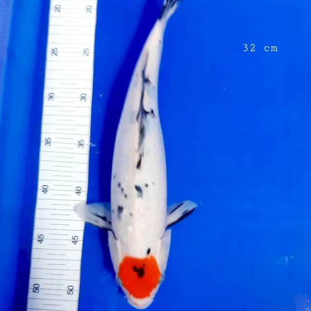 Tancho sanke 32 cm