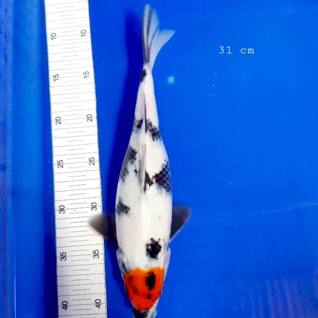Twncho showa 21 cm
