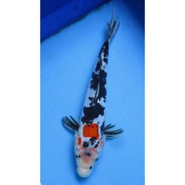 Sanke Doitshu 26CM