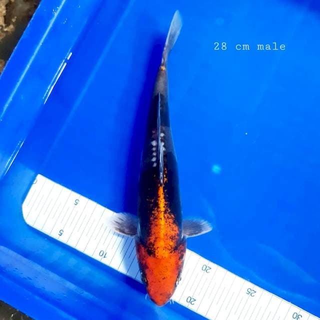 Banikumon 28 cm male