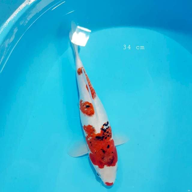 Ucibeni 34 cm