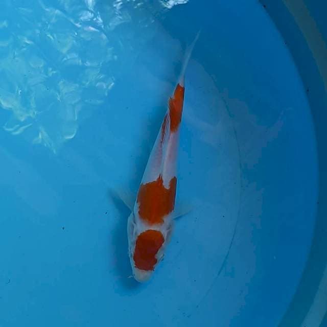 Kohaku 3 step 24cm