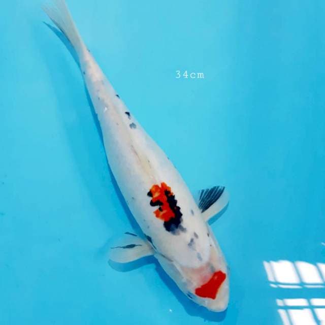 Maruten 34 cm