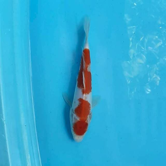 Kohaku 2 step red strong 25cm