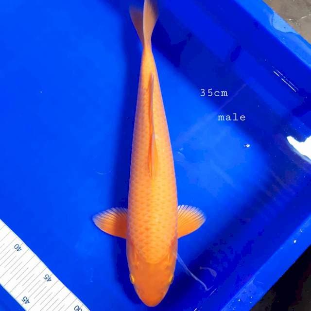 Karashi karamel 35 cm male