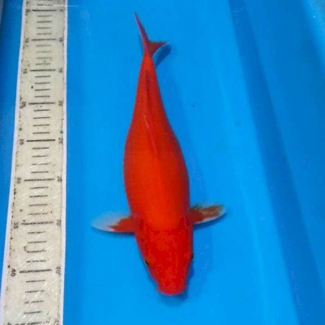 Benigoi merah