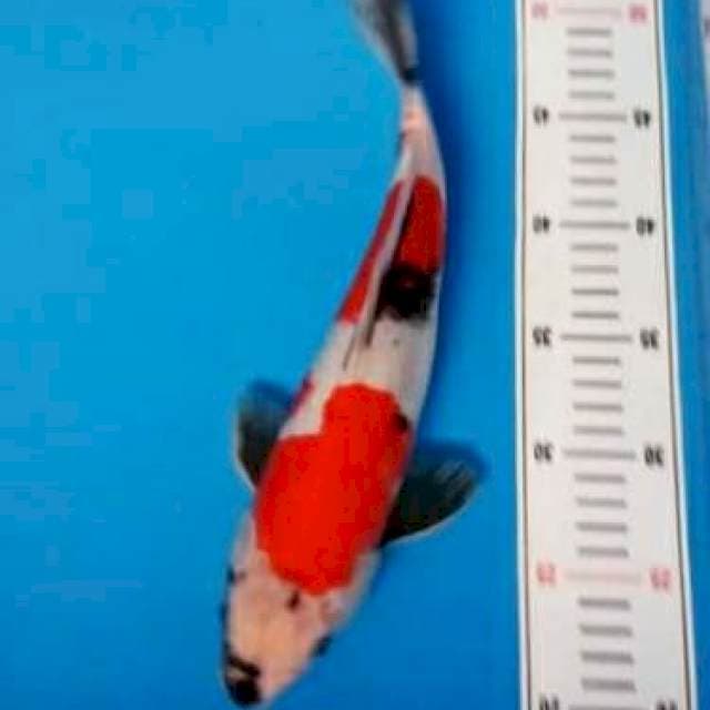 Showa 31cm