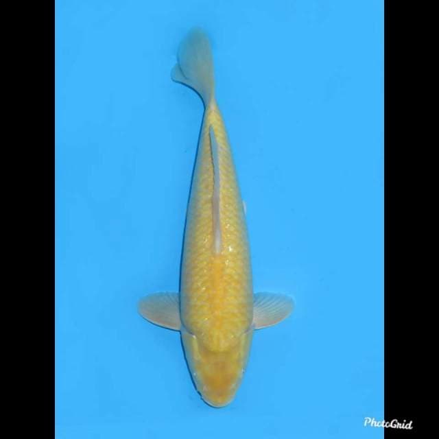 35cm , Male Karashigoi F1