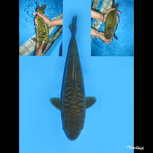 33cm male , Chagoi Antik , Bersih