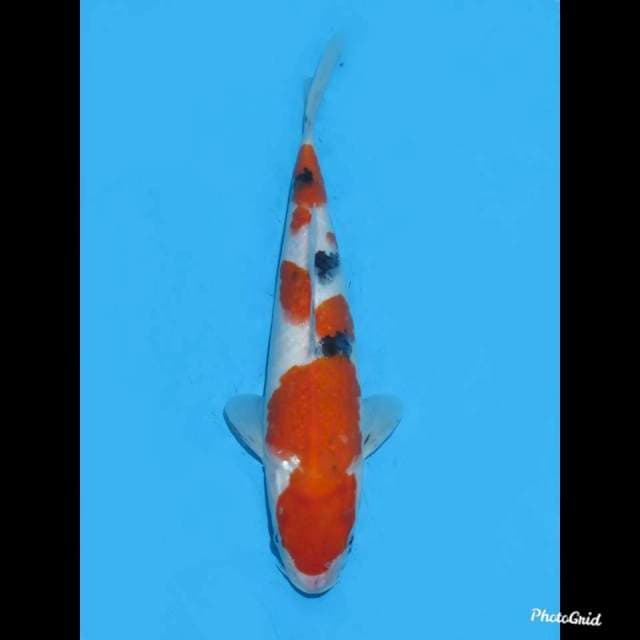 29cm , Male , Sanke Original 