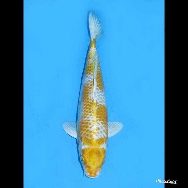 35cm Male , Hariwake Koleksi