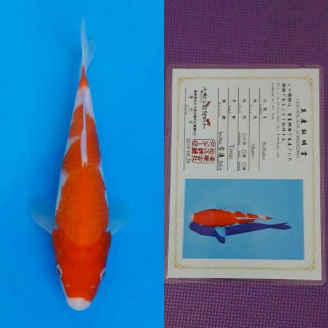Matsue kohaku 23cm certy