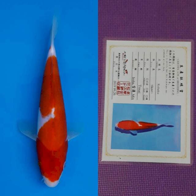 Matsue kohaku 24cm certy