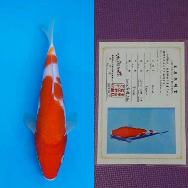 Matsue kohaku 22cm certy