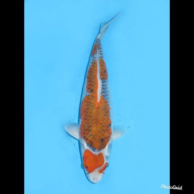 40cm ,, Jumbo Ghosiki F1