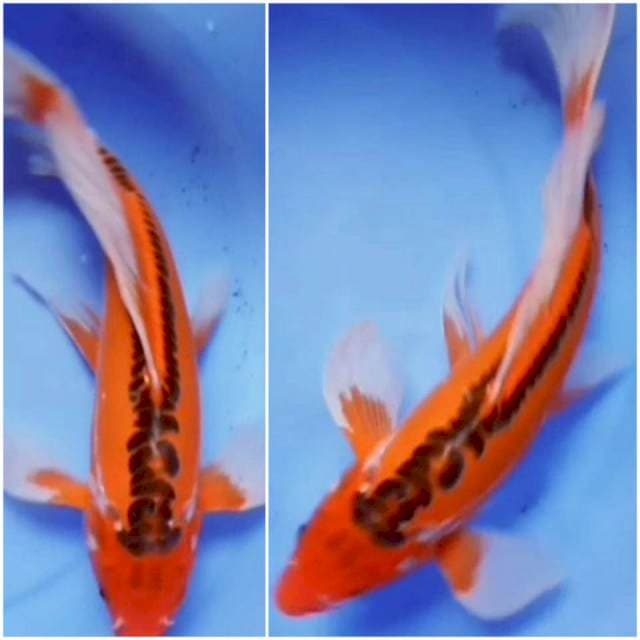 SUSHUI KUMPAY 32CM 💥🤩💖