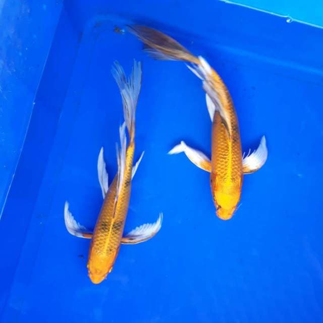Kin bekko kumpai