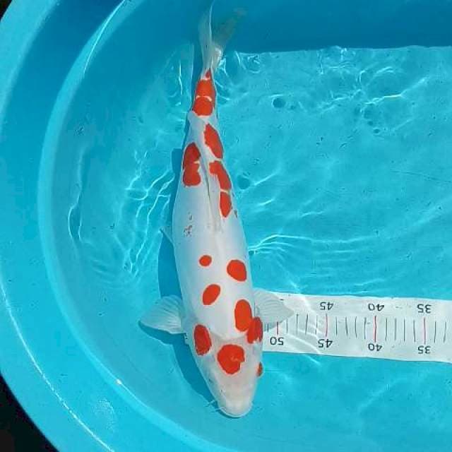Tc sakura doits 46 cm